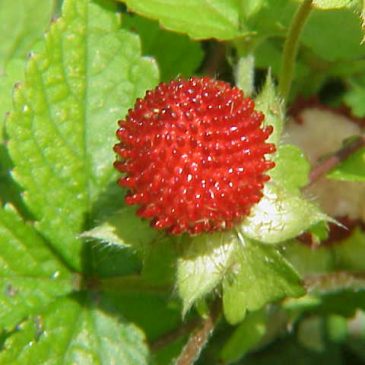 大武壠民族植物誌 35／ 薄瓣懸鉤子