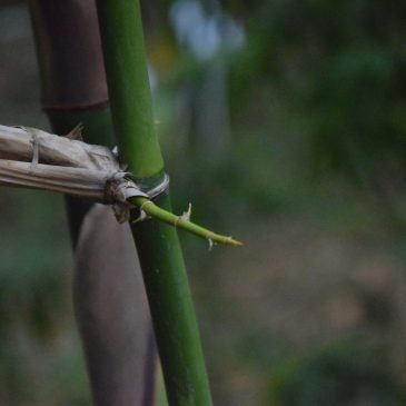 大武壠民族植物誌 21／刺竹